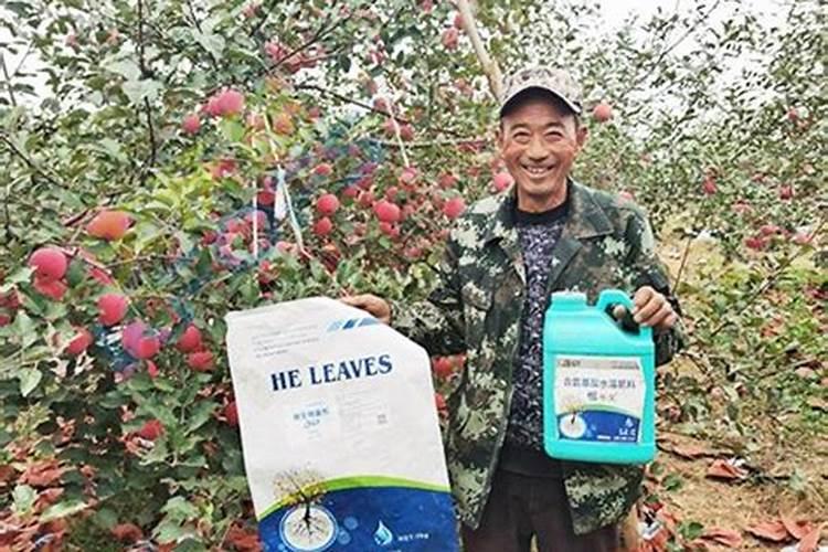 枣树叶子发黄怎么回事