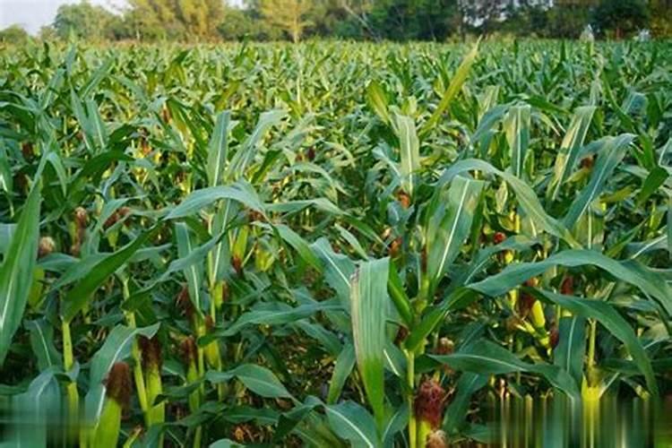 请推荐一些半夏用的农药,半夏青苗卷叶后发黄变白干枯,土层下面茎杆红黄...