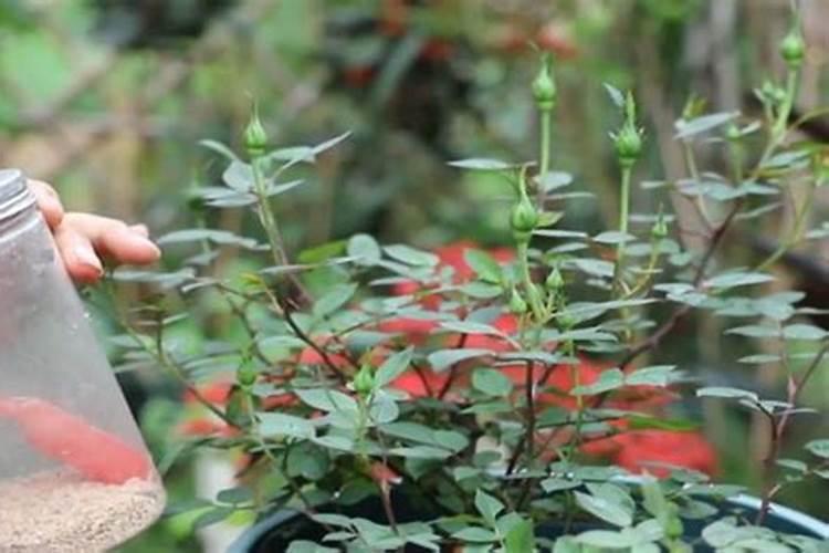 如何给花施磷肥
