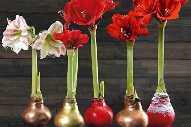 朱顶红施什么肥最好