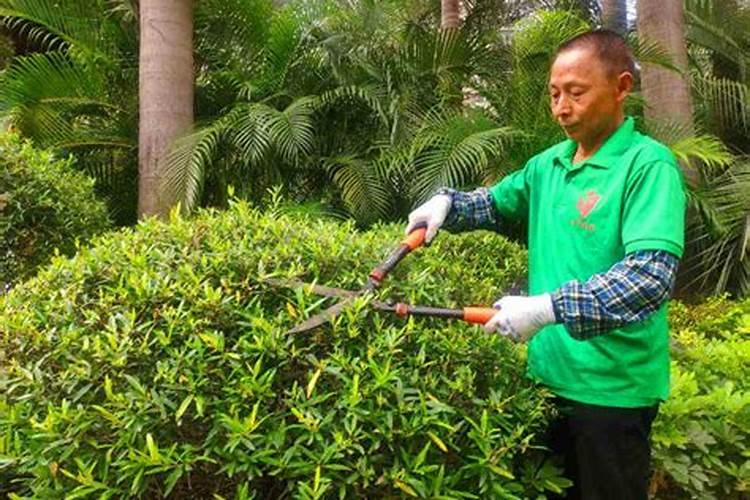 小区绿化头年种植的苗木第二年施什么肥。有地被有乔灌木。想提高...