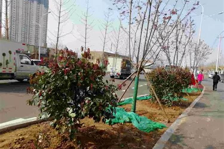 绿化带灌木苗如何施肥