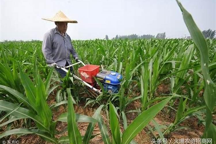 种玉米施什么肥料最好