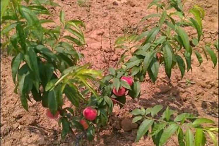 果树促花用什么叶面肥好？