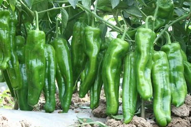 秋辣椒九月怎样种植秋辣椒九月种植技术