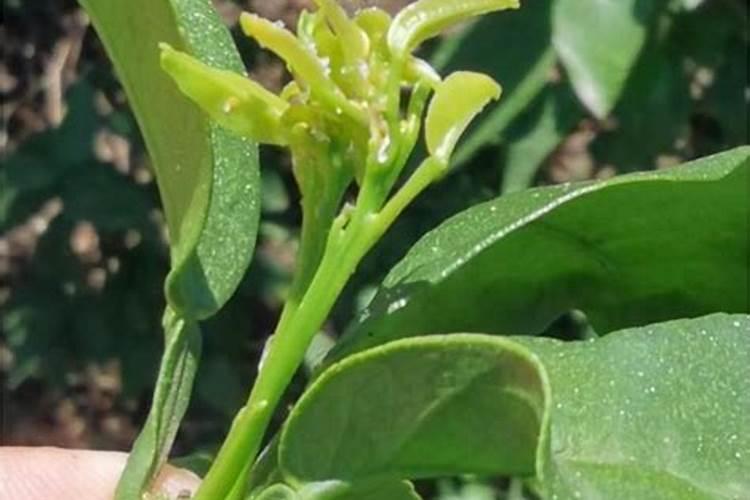 秋梢控旺用什么药