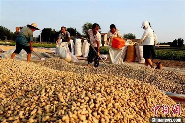 花生专用肥哪个品牌好