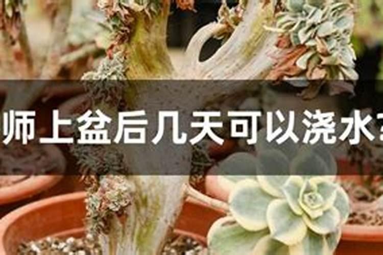 钾肥一亩地上多少