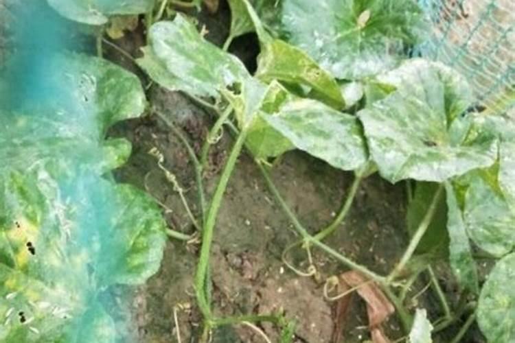 桃树花前施用什么肥料？