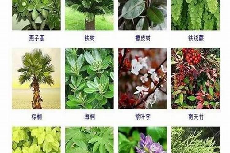 什么叶面肥能使叶子快速变绿变厚什么肥料可以使叶片肥厚