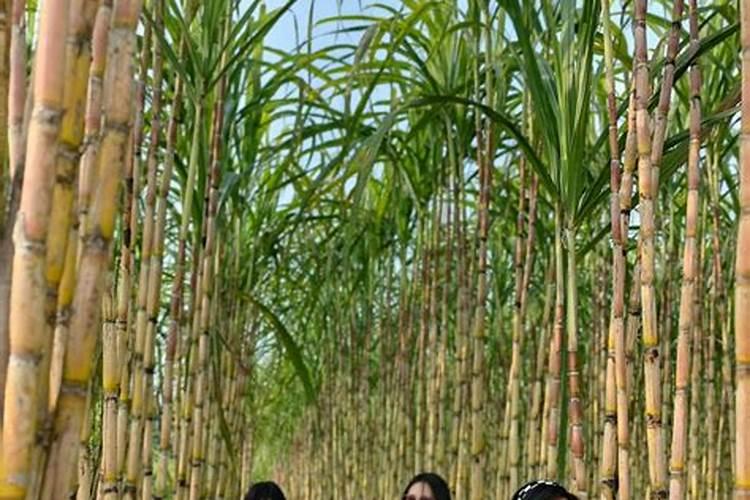 微生物菌剂叶面肥用在甘蔗上可以吗