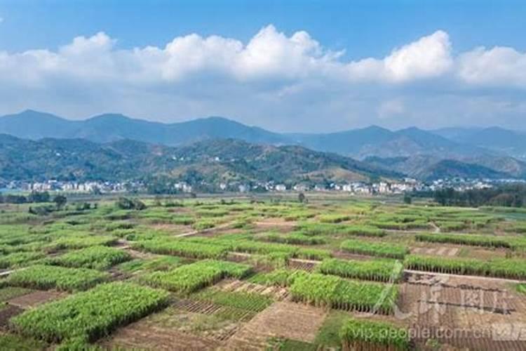 甘蔗多高打920 总共打几次