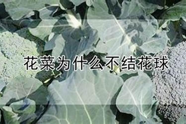 西兰花管理要点