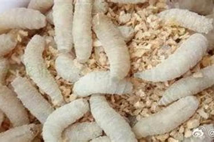 生姜怎样种植最好