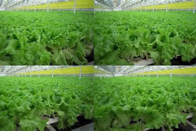 无土栽培水培生菜怎么移栽？