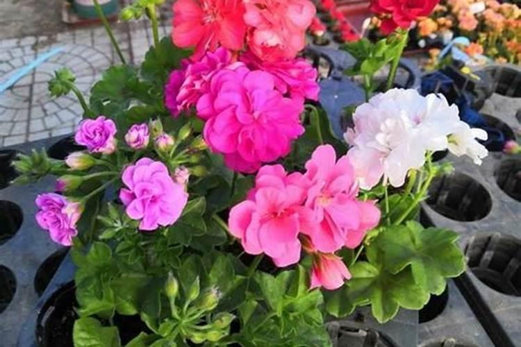 无花果浇水的正确方法