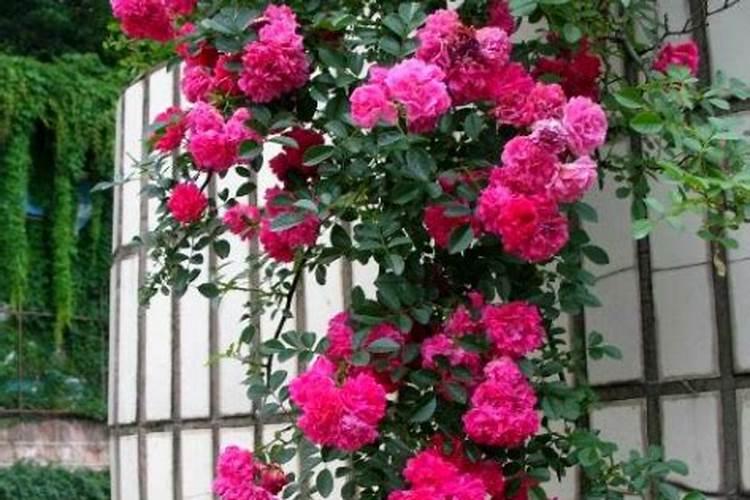 月季花这样施肥,开得更艳