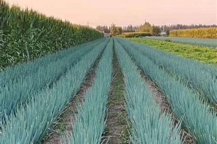 小葱种植后用什么肥做追肥？