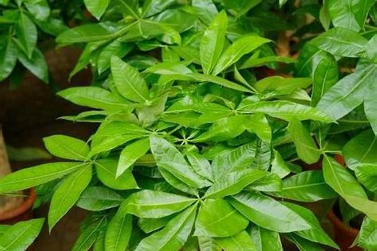 家里买了一棵发财树,一个月不到,叶子开始发黄枯干,还有类似虫斑,请问...