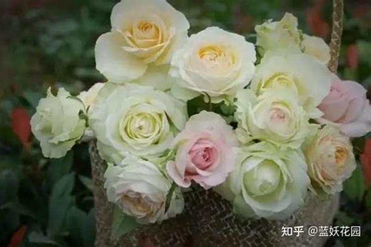 月季夏天施肥管理的6“忌”