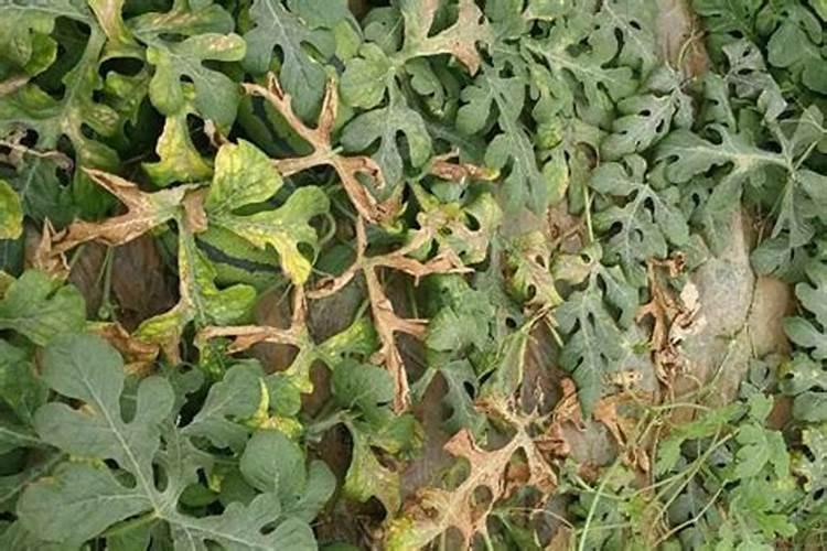 西瓜苗期用什么肥料好 西瓜苗怎么养作果多