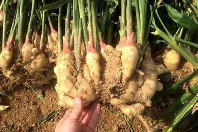 生姜追肥用什么肥料好