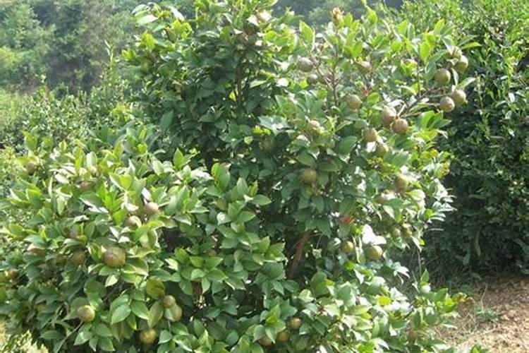 油茶肥什么时候施肥