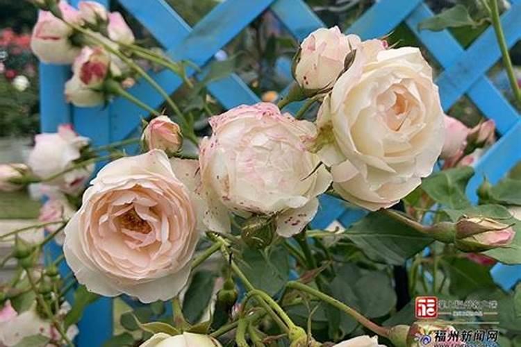 月季花苞期施什么肥 注意事项有哪些