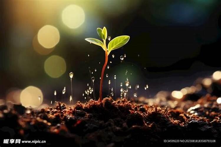 康乃馨种子发芽后怎么养？