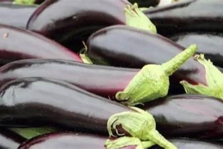 立秋前后茄子管理