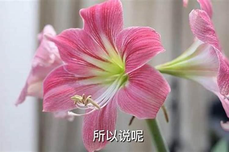 朱顶红冬季施肥方法 朱顶红冬季怎样施肥