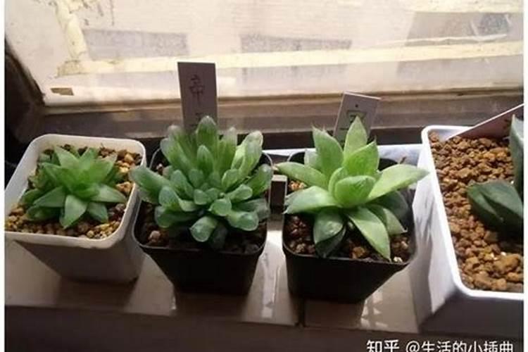 叶面施肥的好处 叶面肥对植物的作用