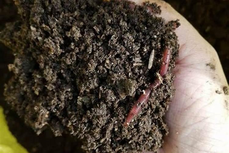 仙客来浇什么肥最好