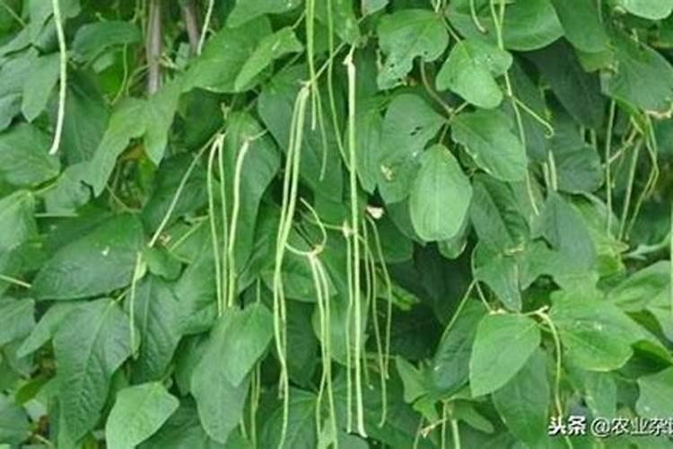 豇豆的高产施肥方法