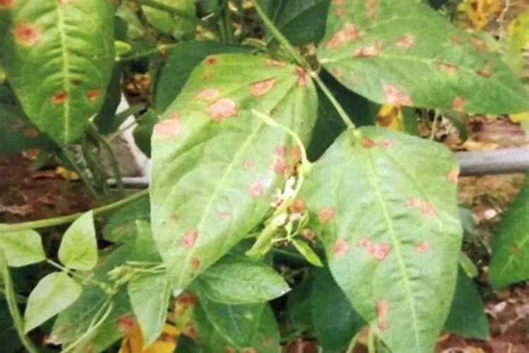 豆角用什么肥料效果好