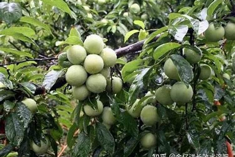 如何辨别水溶肥料的好坏