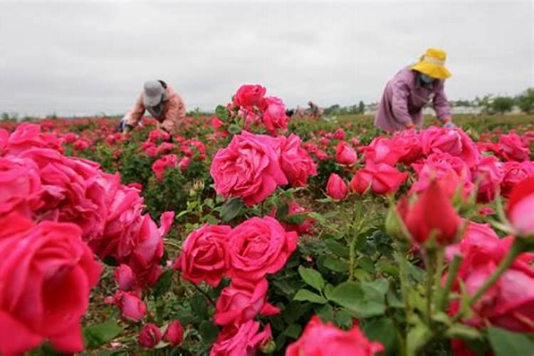 玫瑰施肥方法,用什么肥好