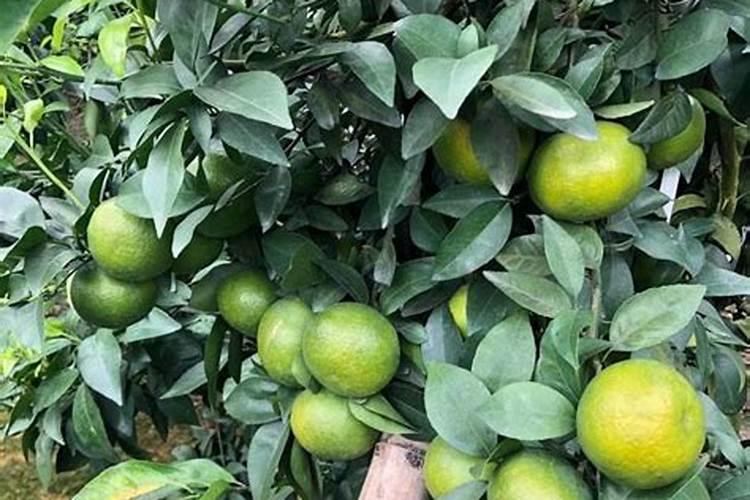 7月份柑橘可用磷肥吗