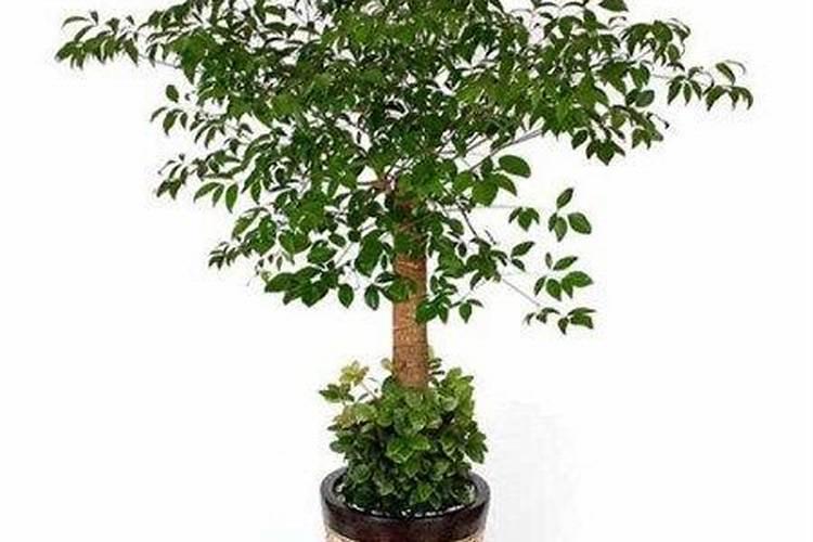 幸福树夏天可以施肥吗