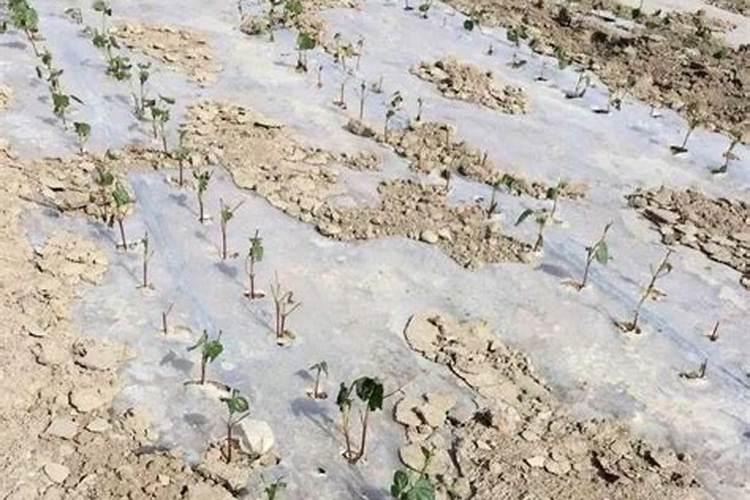 猕猴桃的种植方法