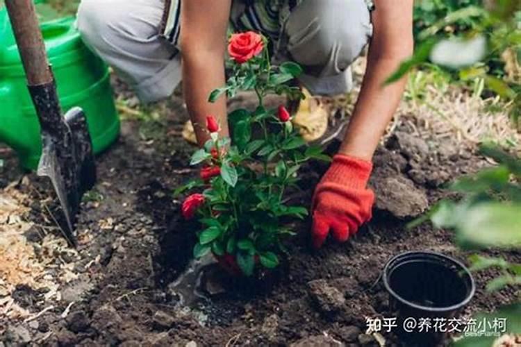 4月份养月季的施肥办法