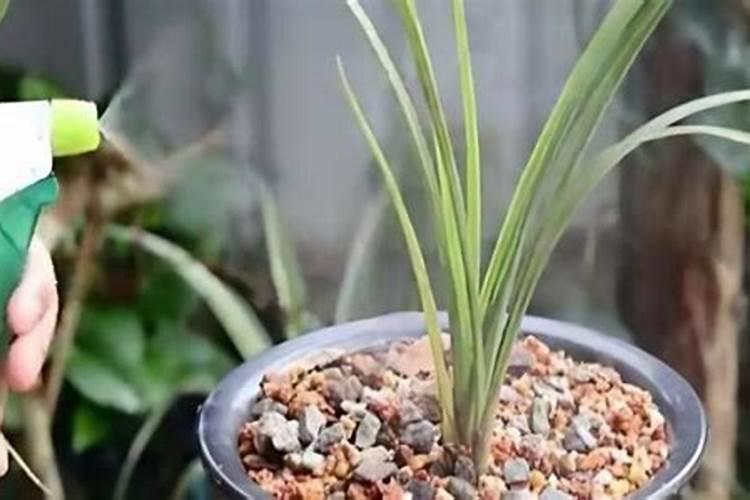 兰花什么时候施氮磷钾？