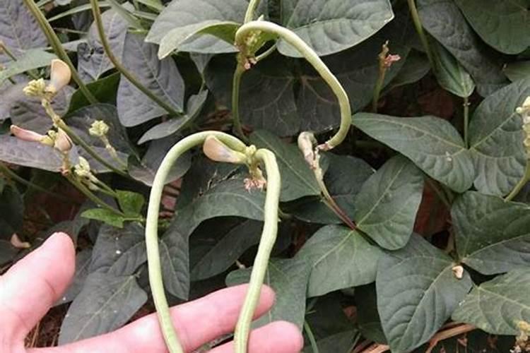 辣椒、豆角等蔬菜,怎么施肥有利于实现优质高产的目的？