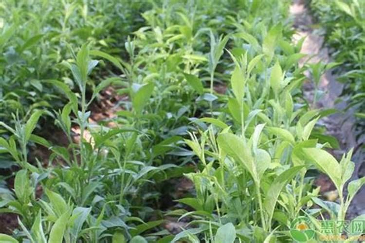 白术的施肥方法是什么