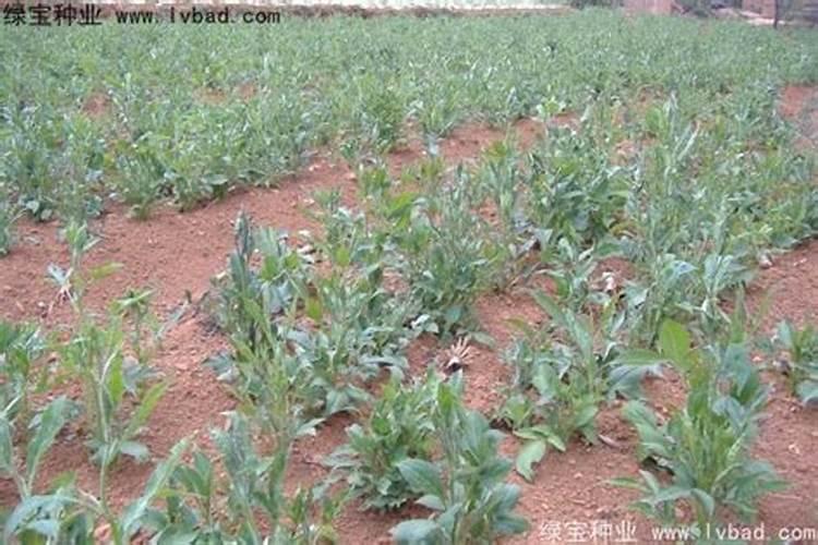 白术后期什么时候追肥