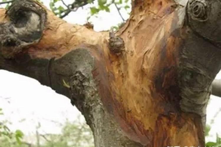 农户种植的苹果树生长不旺,这是什么原因？