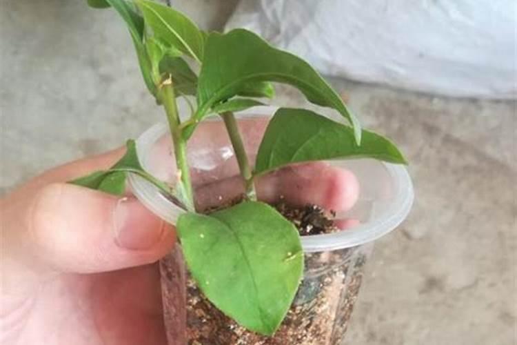 三角梅夏天能施肥吗？适合用哪种肥料以及多久施一次？