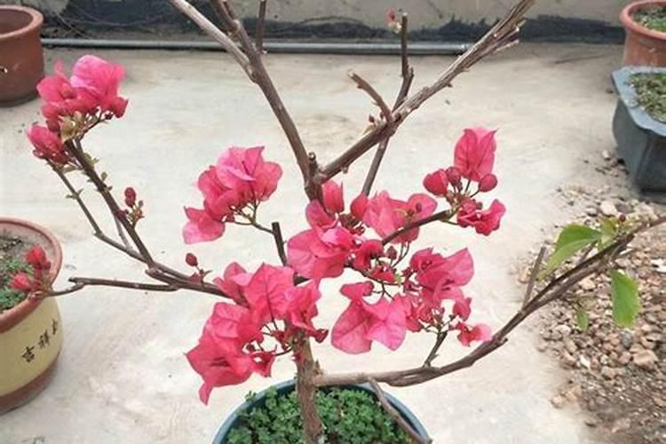 三角梅发芽后施什么肥