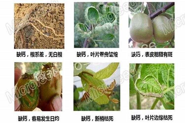 在春季施肥的时候果树全死了,是什么原因造成的？