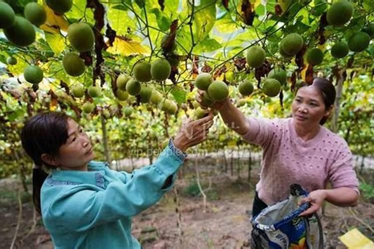 罗汉果怎么施肥能高产？黑老虎生物菌肥助罗汉果高产